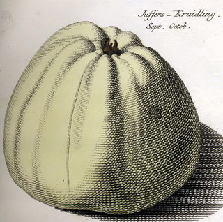 Johann Hermann Knoop