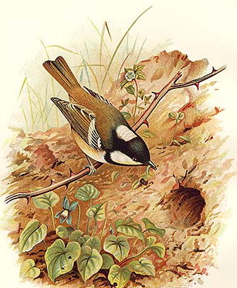 biediefke