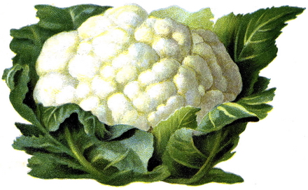 bloemkôol