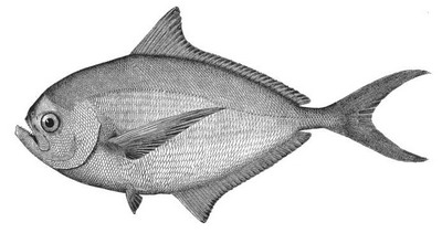 bròssem