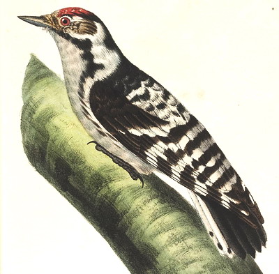 draajnèk