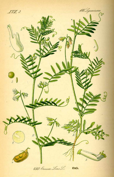 erteegenaon