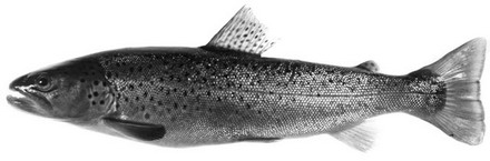 flôot