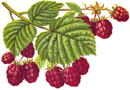 framboos
