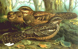 gèètepaol