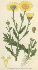 kaankerblom