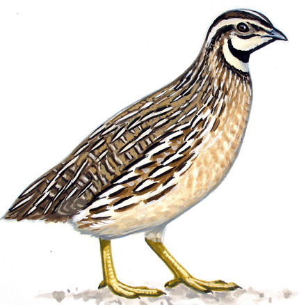 kiekemedie