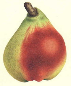 klapspaon