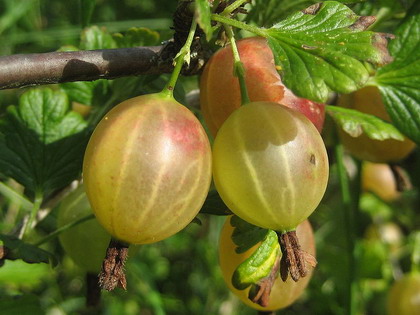 knòlleradèès