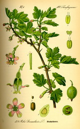 knòlleradèès