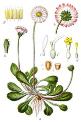 maajblömke