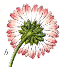 maajblömke