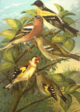 maajvink