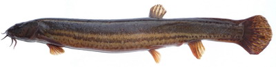 mèrkèùs