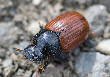 mistvörk