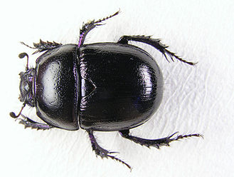 mistvörk