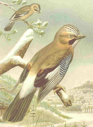 mèrkòl