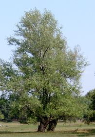 papsteeke