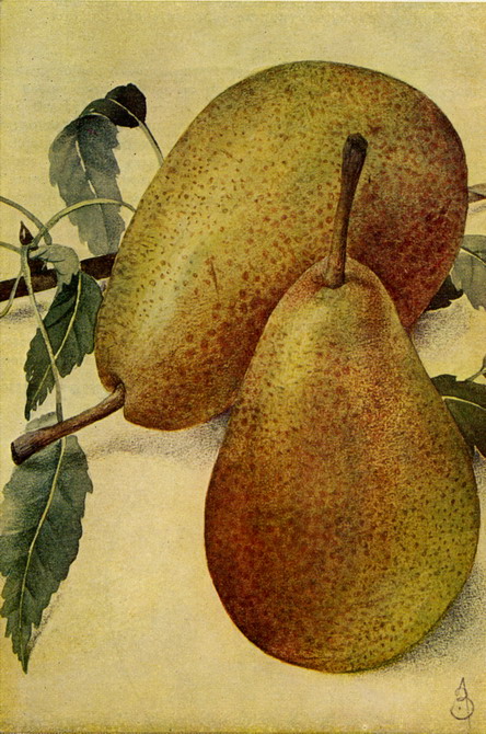 pèèrd