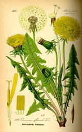 pèèrdeblom