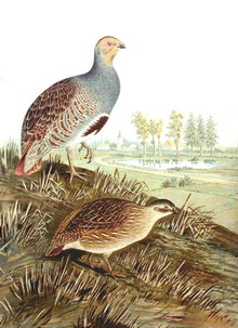 petrèès