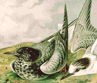 schèètzwòlm