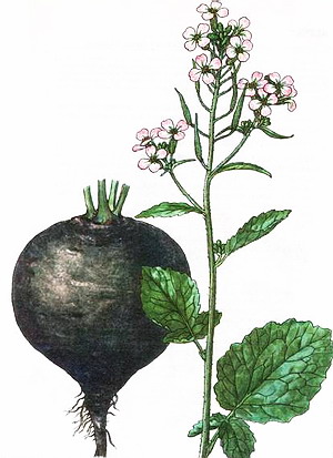 schoemaokersham