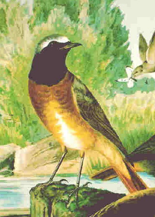 stèèreve