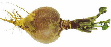 stèkrubbe