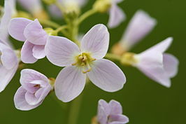 stèsselblom