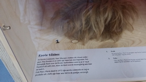 tèbbes