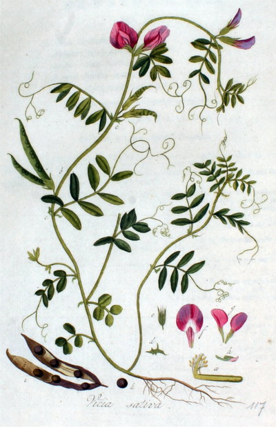 voejerwikke