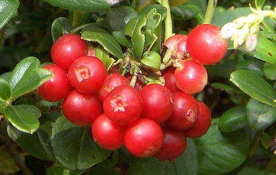 vòssebès