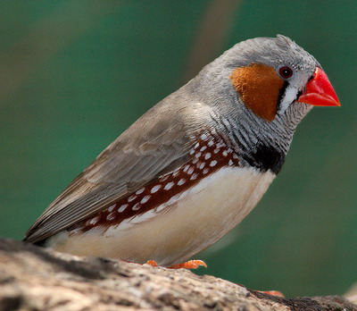 zeebravink